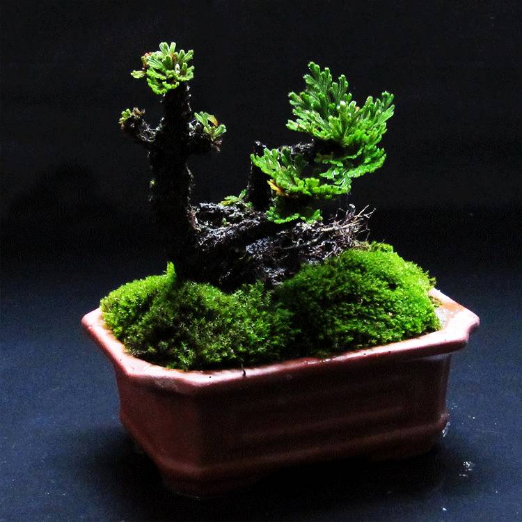 李树扦插方法：掌握技巧，实现高效繁殖